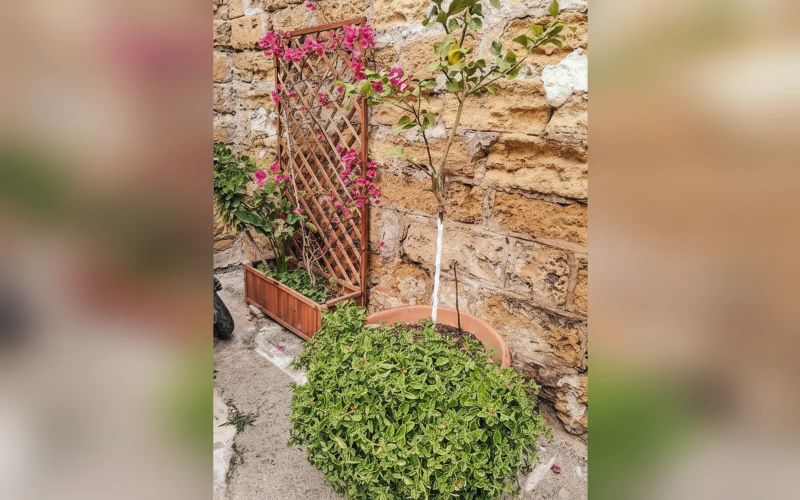 Una pianta di bouganville e un vaso fiorito contro il muro in pietra